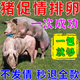 石佳康牧母畜發(fā)情粉排卵藥情劑促排卵多胎素母豬牛羊促孕多仔獸用促情粉 一包【豬發(fā)情專用