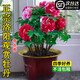 京厽牡丹花樹(shù)苗盆栽大苗洛陽(yáng)正宗帶花苞牡丹花種四季重瓣不支持退貨 洛陽(yáng)紅3-6枝條+專(zhuān)用肥一包 不含盆