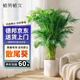 植男植女客廳綠色植物散尾葵大型綠植鳳尾竹室內(nèi)盆栽輕奢夏威夷竹源頭直發(fā)