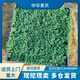 拾園記中華景天方盤地被耐寒耐熱四季庭院別墅花園鋪面多肉綠植多年生 中華景天薄雪萬年草（苗圃直發(fā)） 六方盤（組合裝95折）