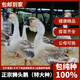 潮汕獅頭鵝苗正宗汕頭小獅頭鵝活苗特大種純種獅頭鵝成年幼苗順豐快遞 買7送3只路損【共10只 3兩左右】