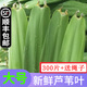 辰實【現摘發(fā)順豐】粽葉 蘆葦葉新鮮 粽子葉包粽子的葉子 300片 約寬4-6cm+粽繩丨推薦