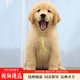伊寵純種金毛幼犬寵物狗狗活體小狗金毛犬巡回獵犬 寵物級 定金 公