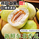 東北香瓜【順豐速運(yùn)】新鮮現(xiàn)摘當(dāng)季甜瓜蜜瓜脆瓜白糖罐大地香瓜 5斤 【中大果】 (精選凈重)脆甜多汁