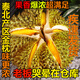 【血拼到底】泰國金枕榴蓮新鮮水果整箱應季巴掌榴蓮肉非貓山王 2-3斤單果A級精選【618超超值】