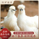 正宗泰和烏雞 林下散養(yǎng)烏骨雞 新鮮現(xiàn)殺白鳳烏雞原種泰和烏雞母雞 母雞【性陰補(bǔ)虛】 400天齡壯年泰和烏雞【730g】