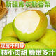 執(zhí)園源 庫(kù)爾勒香梨 新疆香梨新鮮應(yīng)季禮盒水果梨子生鮮送禮整箱水果店 凈重10斤【單果60mm以上】混合裝