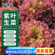 花沃里紫葉生菜種子10g/包 蔬菜種子四季綠葉菜籽陽臺種植盆栽庭院田間