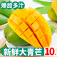 新鮮大青芒當(dāng)季熱帶水果批發(fā)香甜薄皮整箱10斤青芒果大果包郵 綠色 凈重8.5斤