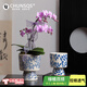 春生秋收高端品質(zhì)花盆高級感蝴蝶蘭專(zhuān)用青花陶瓷花盆復古多肉蘭花裝飾水培 蓮花高腳款（小號）