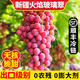 【順豐】新疆葡萄 火焰玻璃翠無核三色白葡萄脆甜馬奶提子水果 玻璃翠4斤 精品果【自吃劃算】