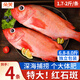 朵芙 海參斑魚(yú) 多規格 紅魚(yú)凈重 紅石斑魚(yú)大眼魚(yú)富貴魚(yú)深海魚(yú)生鮮魚(yú)類(lèi) 【特大紅石斑】1.7-2斤*4條裝