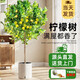 植男植女客廳大型香水檸檬樹不帶花果綠植四季植物室內(nèi)客廳真盆栽源頭直發(fā)