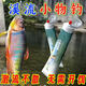 靠森 KAOOSEEN免開(kāi)溪流餌料馬口石斑鳑鲏白條通殺小物釣餌料野釣膿腥釣魚(yú)餌料 膿腥-【一擠即用免開(kāi)餌】