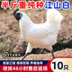 正宗藍(lán)耳江山白烏骨雞活苗半大白羽烏骨雞脫溫苗散養(yǎng)白毛烏雞小苗 4-5兩重烏骨雞  10只【3公7母】