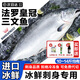 海澤鮮 冰鮮法羅皇冠三文魚(yú)刺身 新鮮法羅三文魚(yú)整條即食生魚(yú)片生鮮魚(yú)類(lèi) （稀有）【整條法羅三文魚(yú)】 13斤 --14斤