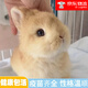 夢(mèng)茜兒（MEXEMINA）兔子活物侏儒兔鳳眼小型茶杯兔長(cháng)不大不咬人寵物荷蘭垂耳兔子活體 黃色侏儒兔【公母可選】