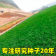四季常青護坡固土耐寒耐旱邊坡綠化草坪草籽免修剪黑麥草高羊茅籽 護坡四季青10斤[快速復綠]
