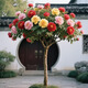 【庭院大型花樹】耐寒耐熱樹狀洋牡丹花苗盆栽四季好養(yǎng)活木本植物 混色//不活包賠// 根莖一厘米粗/0.5米高發(fā)貨