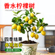 君揚廣西香水檸檬樹(shù)苗盆栽地栽陽(yáng)臺庭院均可種植四季開(kāi)花結果 廣東香水檸檬20-30cm【紅盆】