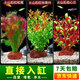 瘋狂水草（FKSC）真水草魚(yú)缸造景套餐凈化水質(zhì)懶人魚(yú)缸水草植物直接入缸蜈蚣草 【火山石】紅紅火火組合3棵