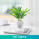 植導(dǎo)引力綠植小盆栽懶人吸水盆室內(nèi)桌面好養(yǎng)植物綠蘿發(fā)財(cái)樹(shù)多款任選 竹柏+早安吸水盆