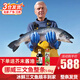 崇鮮【分割】新鮮冰鮮三文魚整條（大西洋鮭）6-5kg刺身即食年貨禮盒 三文魚整條5- 6kg （整條發(fā)貨
