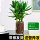 綠有意觀音竹富貴竹水培植物帶根花卉綠植綠蘿室內(nèi)盆栽轉運竹子水養(yǎng)好養(yǎng) 觀音竹3棵（圓缸+陶粒）+營養(yǎng)液