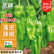 北蔬 泡椒辣椒種子苗微辣薄皺皮辣椒盆栽種菜種籽 早熟薄皮椒種子60粒
