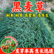 進(jìn)口牧草黑麥草種子高產(chǎn)多年生四季可種魚(yú)草喂養雞鴨鵝豬牛羊種籽 多年生黑麥草種子1斤