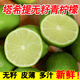 熱笆籬語(yǔ)塔希提無(wú)籽青檸檬新鮮皮薄多汁檸檬泰國(guó)品種檸檬果園現(xiàn)摘青檸檬 塔希提青檸檬  （中小果40-60g） 1斤（約6-12個(gè)）