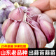 大禹大蒜種子老品種紫紅皮大祘頭批發(fā)蒜種蒜頭山東正宗香蒜出蒜苔蒜苗 蒜頭大蒜種子250g【出蒜苔蒜苗】