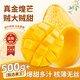愛(ài)鮮摘農場(chǎng) 金獎·芒果金煌芒【閃送】特大青芒果水仙母親節端午水果禮盒品 【手掌級】老樹(shù)果王｜單果500g+ 凈重5斤【80%選擇-狠劃算】