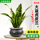 開(kāi)時(shí)果 金邊虎皮蘭盆栽懶人好養植物 室內水培綠植虎尾蘭源頭直發(fā)包郵 【約35-45cm】精品A級虎皮蘭+古綠金瓷盆