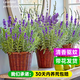 京厽高品質(zhì)薰衣草盆栽帶花驅蚊植物室外適合夏天種四季開(kāi)不不支持退貨 帶盆栽好 芳香驅蚊特麗莎薰衣草180#盆原生盆 帶盆栽好