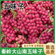 陜美農(nóng)人【冷鏈】陜西秦嶺山野生南北五味子鮮果五味俱全水果泡酒泡水 二斤裝（保溫箱+冰袋） 冷鏈 配送-新鮮直達(dá)
