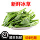 【順豐快遞】新鮮冰草蔬菜當季非洲花冰葉火鍋即食生吃沙拉菜涼拌 1500g