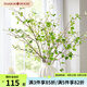 Harbor House美式家居仿真樺樹枝裝飾假花仿真綠植枝葉客廳臥室軟裝飾品 Birch 仿真樺樹枝 1支