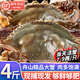 【鮮活發(fā)】舟山梭子蟹鮮活特大野生海鮮螃蟹飛蟹白蟹中秋送禮 精品活蟹【順豐次日達】 【3-5兩/只】3斤 精品舟山蟹 鮮肥