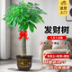 靜黛軒發(fā)財樹盆栽室內大型樹大棵綠植客廳辦公室喬遷開業(yè)招財好養(yǎng)植物 【養(yǎng)死包賠】精品獨桿1.3-1.4m(福字款) 含盆