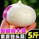 云南大理紫皮獨(dú)頭蒜紫皮大蒜大果特大新鮮蒜小獨(dú)頭干蒜腌制臘八蒜 250g 珍珠蒜【1.0~2.0cm】有壞包賠