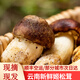 滇味十足（DIANWEISHIZU）云南新鮮姬松茸 鮮菌菇 煲湯燉湯刺身火鍋食材順豐空運中秋禮品 2斤【順豐空運】