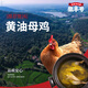 徽豐號 400天黃油老母雞3只裝共6斤 谷飼喂養(yǎng)急凍鎖鮮生鮮雞肉 黃油老母雞  三只裝