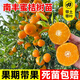 呆果丁正宗江西南豐蜜桔苗嫁接南豐蜜橘樹(shù)苗貢桔早熟桔子無(wú)核果樹(shù)苗南方 4年苗（當年結果）死苗包賠