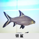 樂淘逸寵樂淘逸寵淡水鯊魚活體熱帶觀賞魚大型虎頭鯊龍魚配魚 7-9藍鯊+白鯊+銀鯊各1條