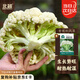 北蔬 青梗花菜種子散花菜花椰菜庭院大田蔬菜籽 青梗松花菜種子200粒