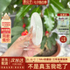 慕公子“精致又秀氣”手鐲子女款新疆天山翠飄花金絲玉石正品母親節(jié)禮物 “精致又秀氣”玉手鐲 56mm-57mm（玉石吊墜+高檔禮盒）