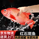 紅石斑魚(yú)鮮活冷凍刺少肉厚大紅魚(yú)龍膽富貴魚(yú)深海海魚(yú)大魚(yú)新鮮海鮮 紅石斑魚(yú)1.8斤-2斤/條 鮮活速凍超大紅石斑魚(yú)4條