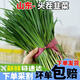 順豐農(nóng)家自種小韭菜老品種細韭菜香韭菜露天蔬菜山東紅根韭菜頭茬 韭菜4斤【家庭實惠裝】