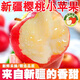 阿克蘇蘋(píng)果【稀有品種】新疆阿克蘇櫻桃小蘋(píng)果紅富士新鮮水果脆甜一整箱 【來(lái)自北緯41度的甜】新疆櫻桃小小蘋(píng)果 甄選大果【帶箱9.5-10斤】